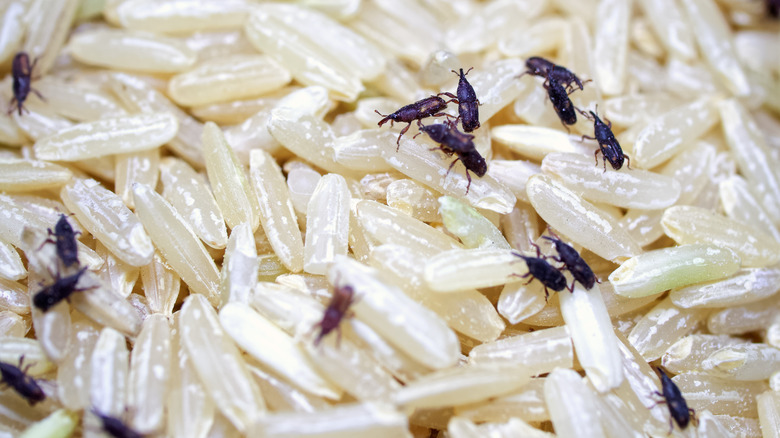 weevils in rice