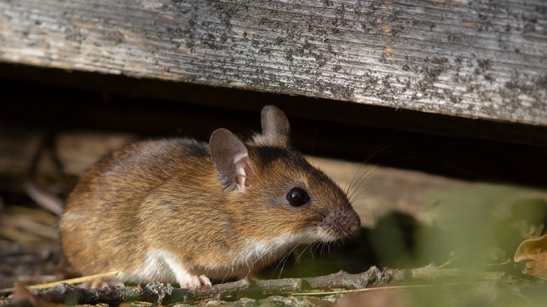 a small brown mouse