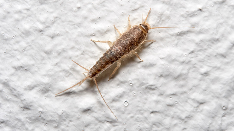 silverfish on a white background