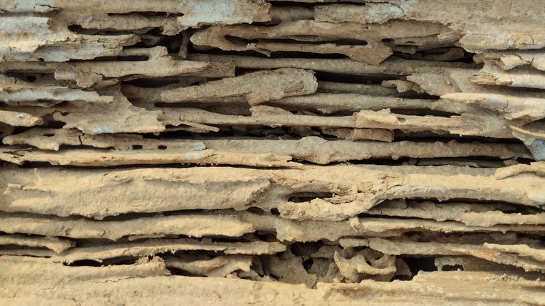 termite damaged wood