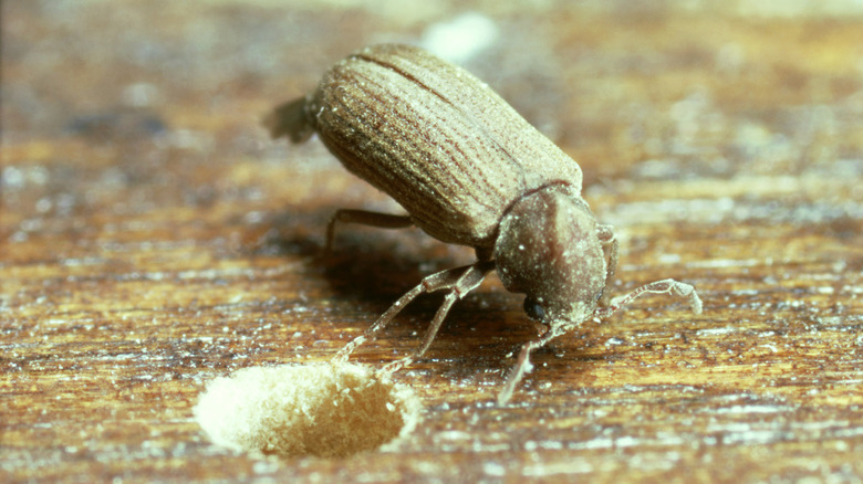 beetle next to a hole in wooden surface 