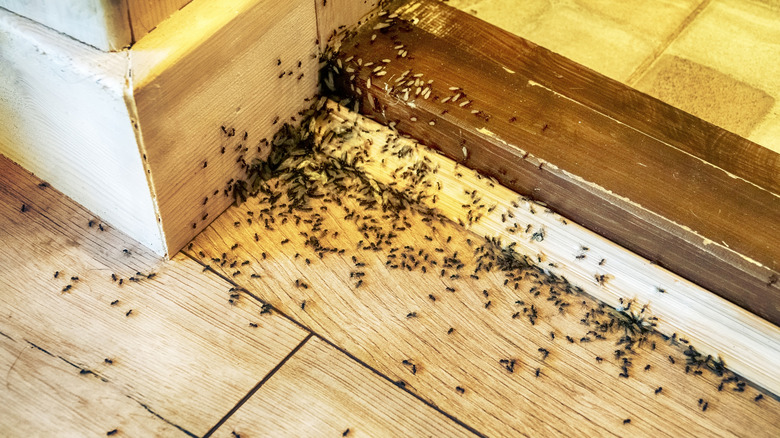 Ands coming out of the floor inside a home