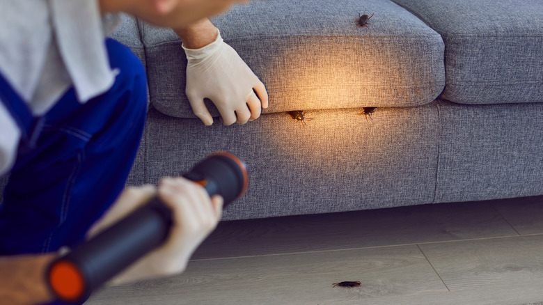 A man with gloves and a flashlight finding cockroaches coming out of a carpet