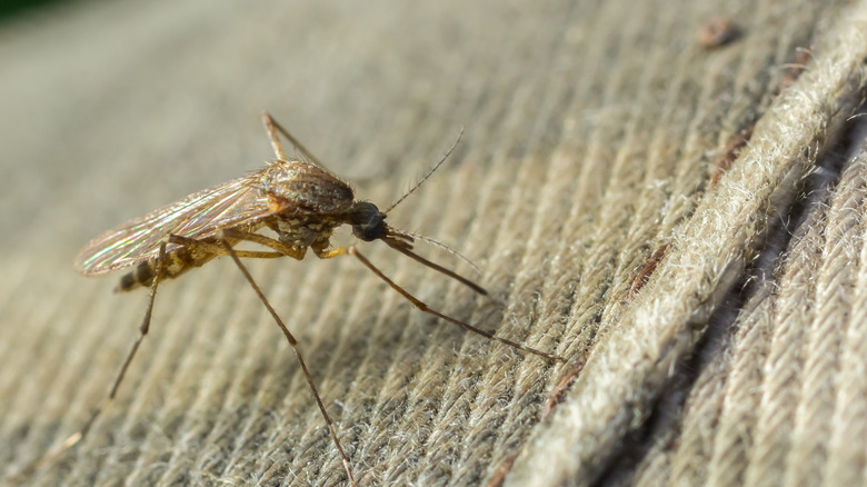 A close-up of a mosquito on a fabric