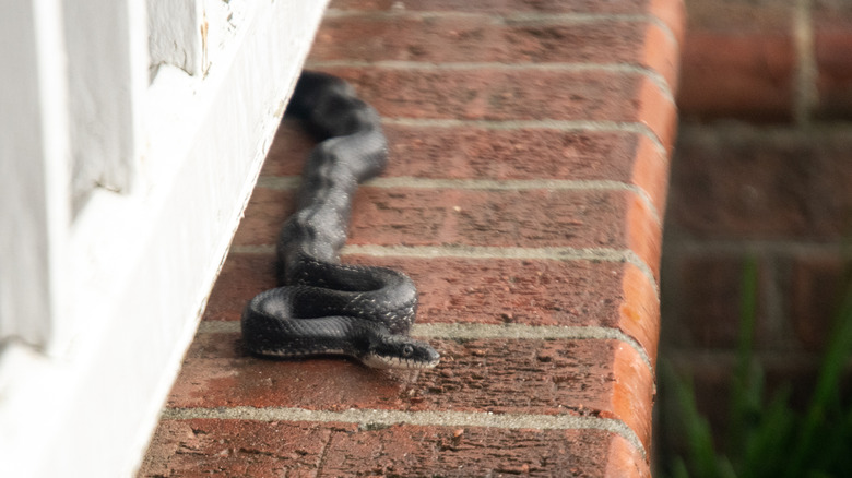 A black snake on a black wall looking at the camera