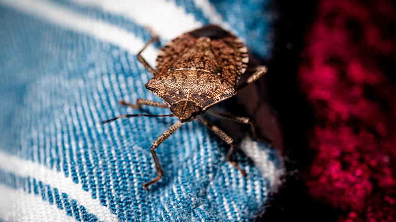 A close up of a stink bug on a blue and white blanket