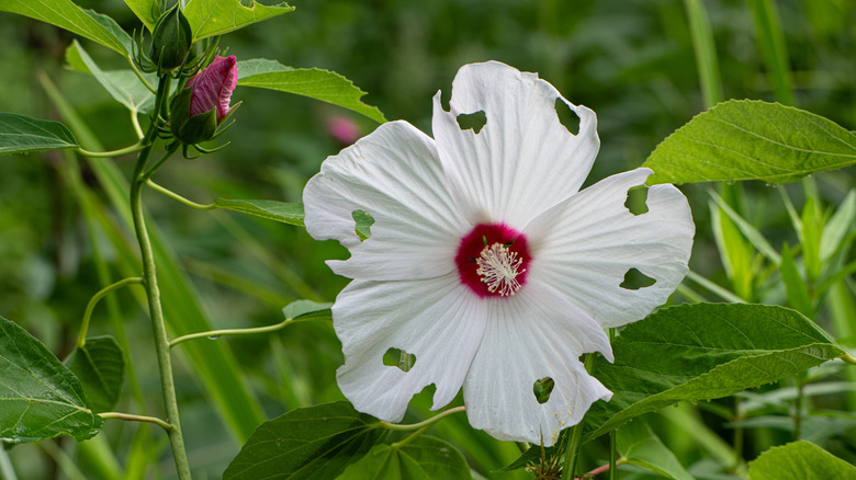 hardy hibiscus flower with holes from insects