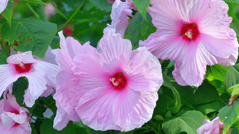 healthy pink hardy hibiscus blooms