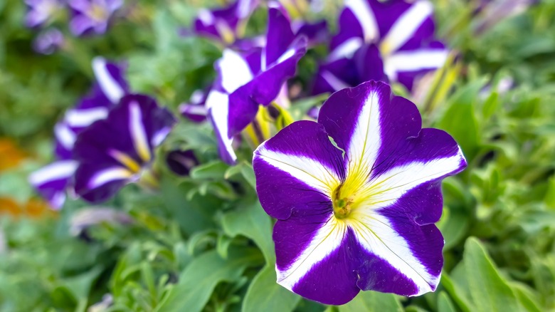 purple and white petunias