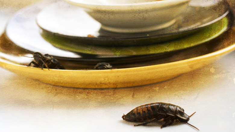 Cockroaches on a pile of dirty dishes