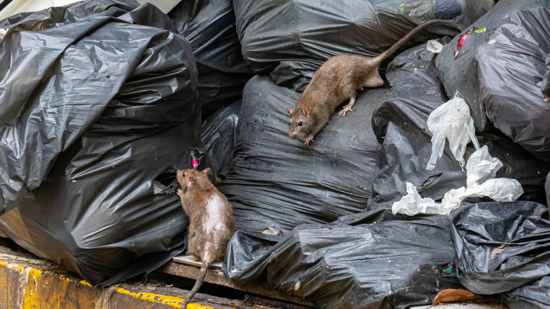 Rats climbing on piles of trash