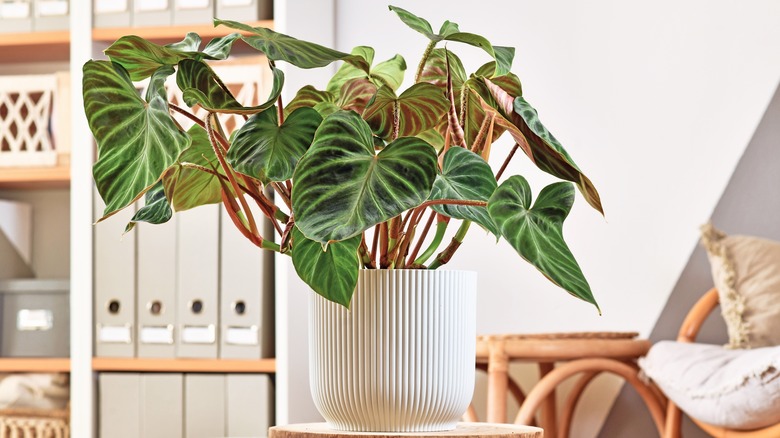 Philodendron in white vase