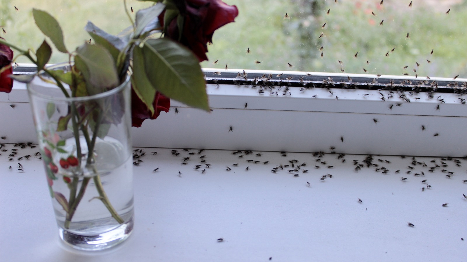 How To Get Rid Of Phorid Flies When They Invade Your Home