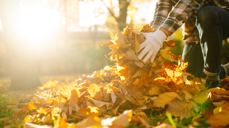 Someone picking up leaves from their yard during the fall