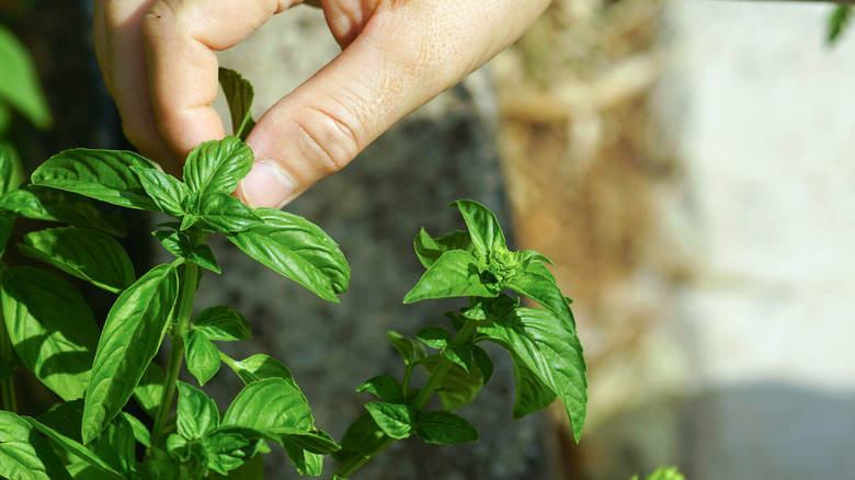 Basil being pinched back for more growth