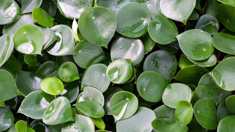 Cluster of pilea peperomioides leaves