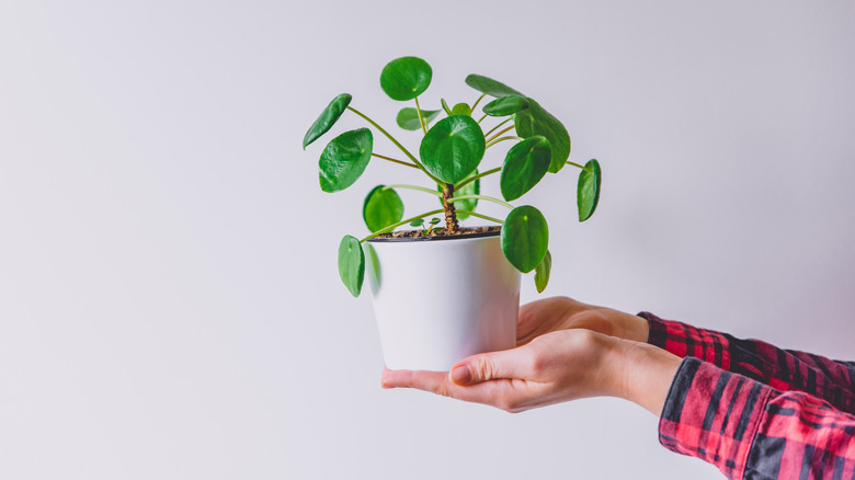 Person holding potted pilea peperomioides