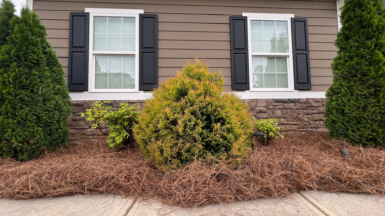 Pine straw mulch in garden beds along the side of a house.
