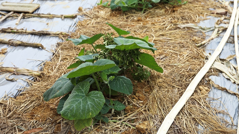 A garden mulched with pine straw