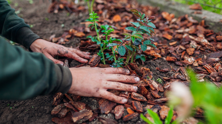 Gardener spreading pine bark mulch around a plant