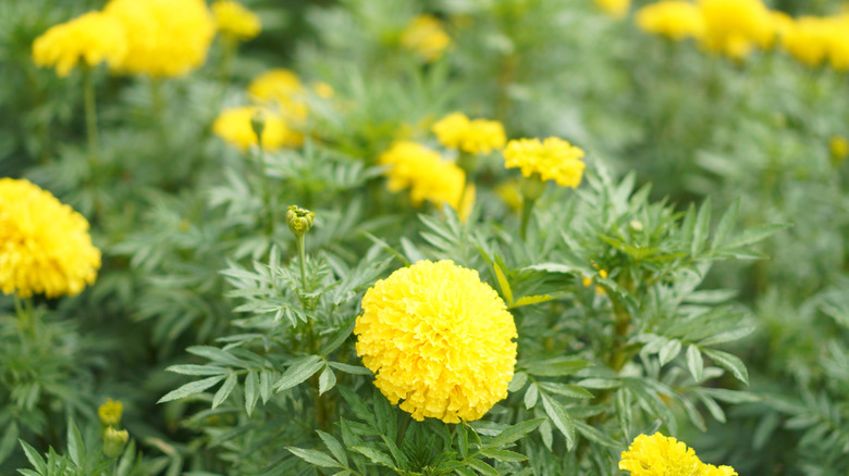 African marigolds in full bloom