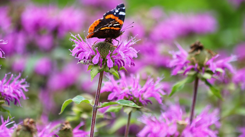 Purple bee balm with a butterfly on one of the flowers