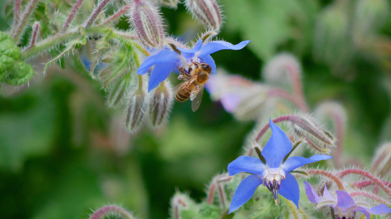 Closeup of a bee gathering nectar from a borage flower