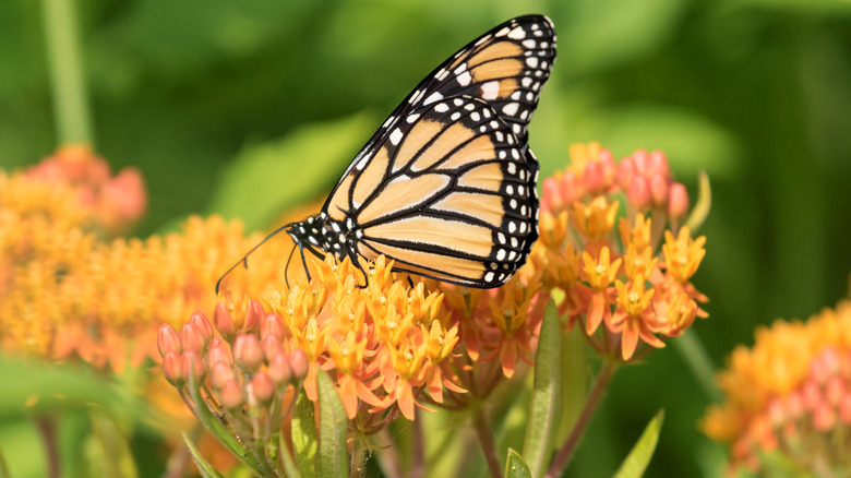 A monarch butterfly feeding on the bright orange butterfly milkweed flowers