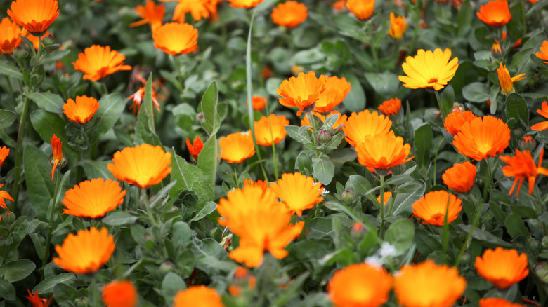 Pretty calendula flowers in the garden