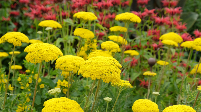 A mass planting of fernleaf yarrow in a pollinator showing a closeup of the pretty yellow blooms