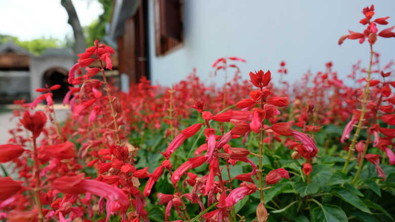 A mass of red pineapple sage flowers growing in a garden next to a house