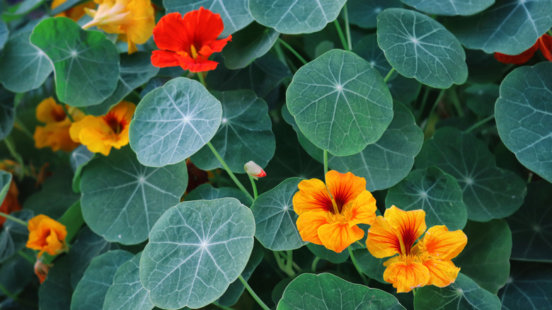 Pretty nasturtiums with yellow and orange flowers
