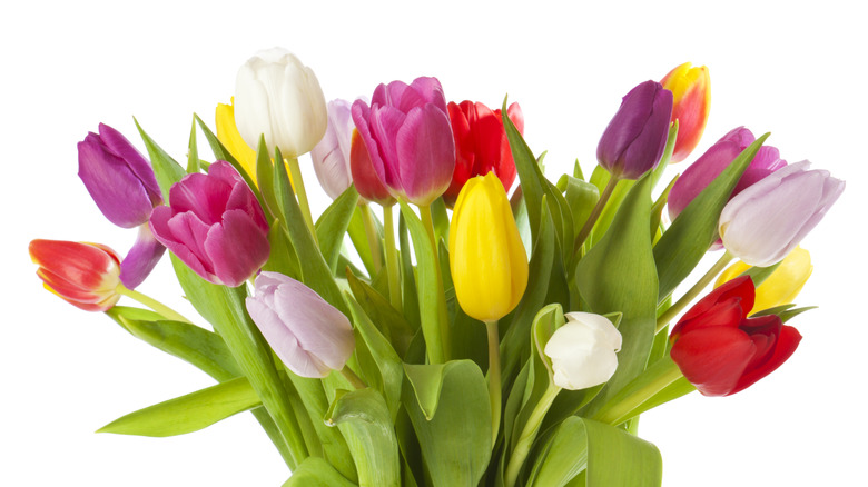 group of tulips