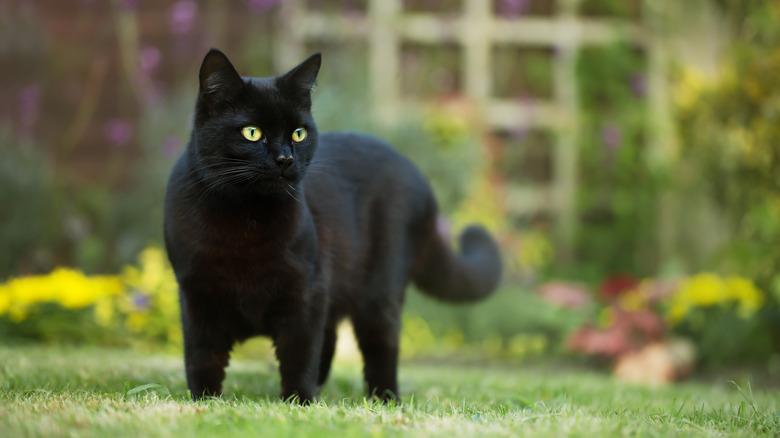 Black cat in yard