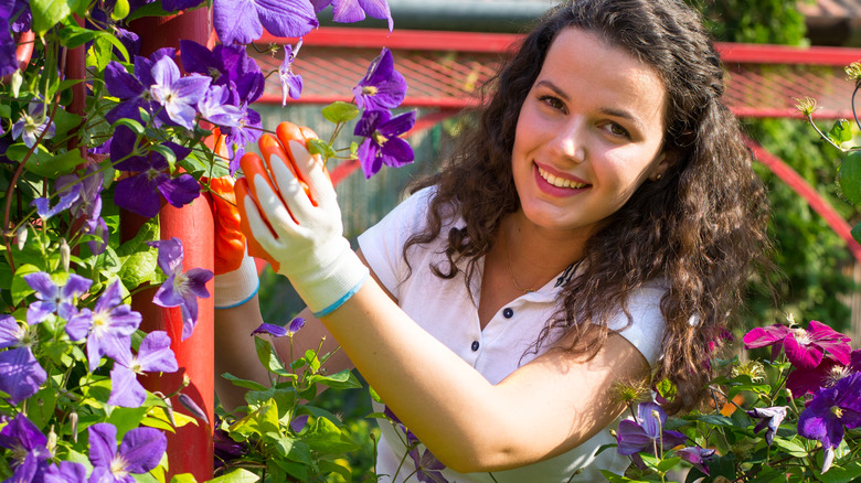 woman gardening clematis on trellis