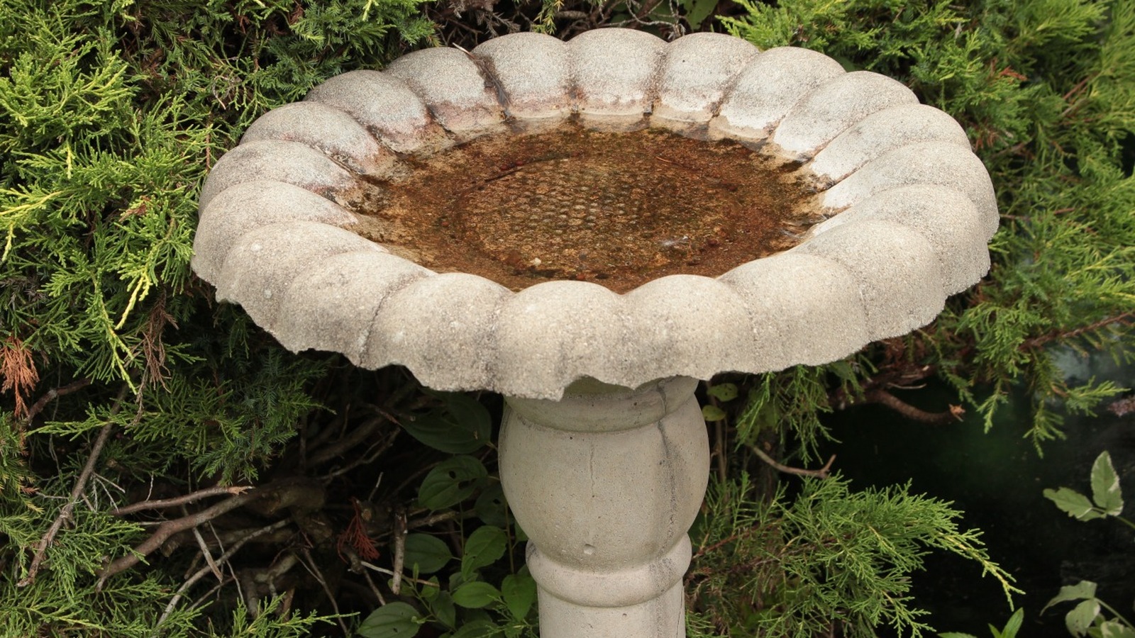 Pinterest's Clever AlkaSeltzer Hack Will Leave Your Birdbath Squeaky Clean
