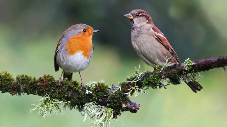 two birds on tree branch