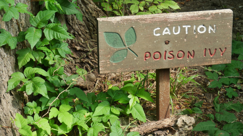 poison ivy and warning sign
