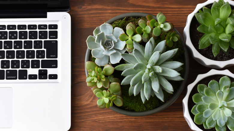 succulents on a desk