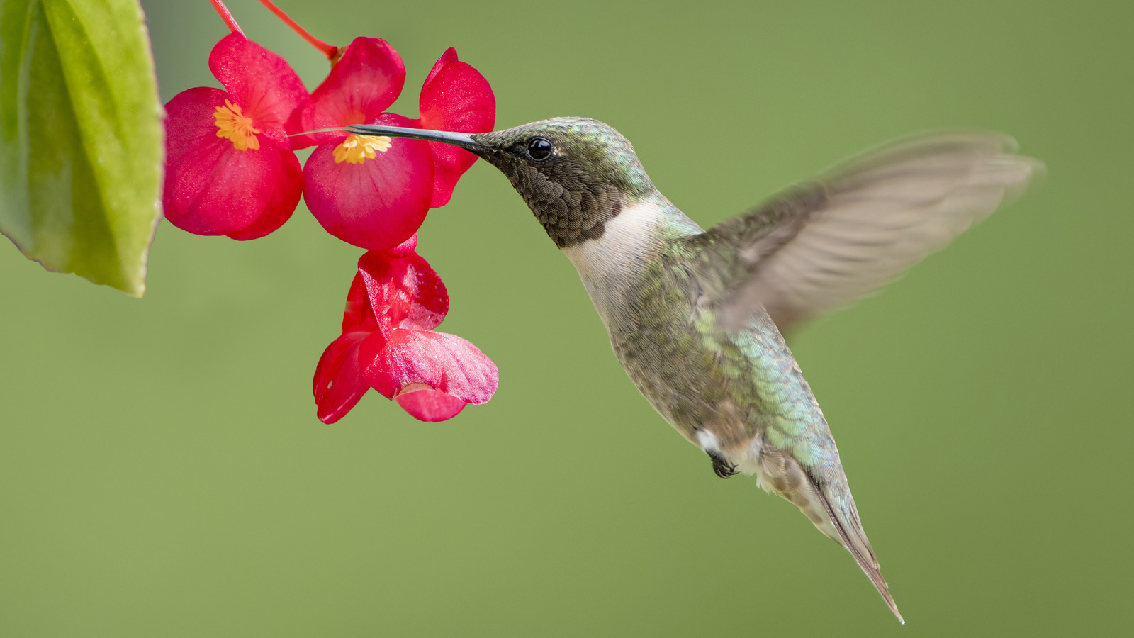 Place This Popular Houseplant Outside To Attract Hummingbirds To Your Yard