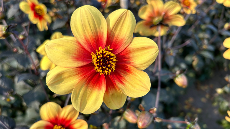 Closeup of pretty yellow dahlias flourishing in the sunshine