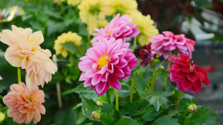 Gorgeous dahlias in vibrant shades of red, pink, apricot, and yellow