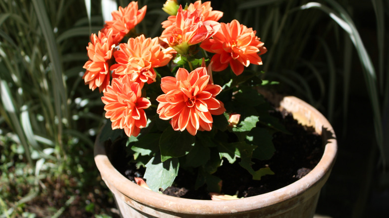 A vibrant orange-flowering dwarf dahlia growing in a large terracotta pot