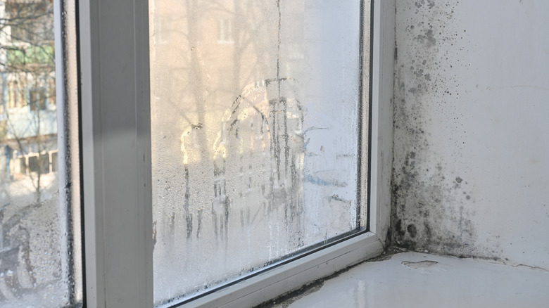 Mold growing on the corner of walls near a window with condensation