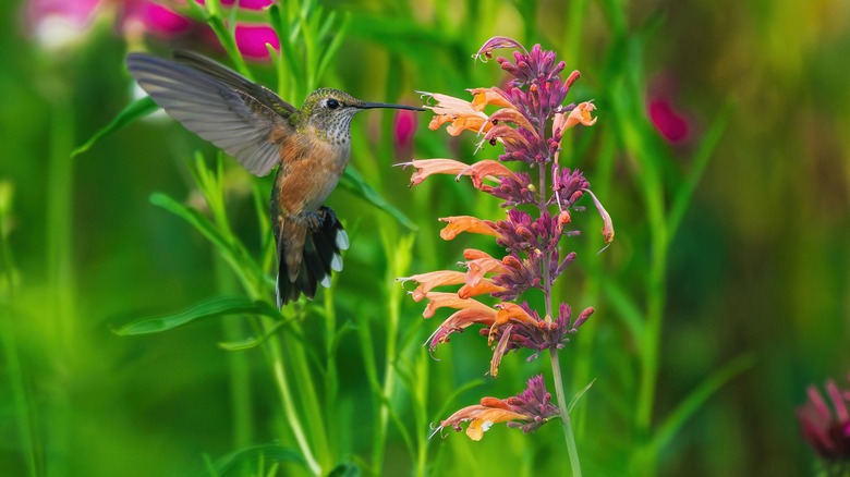 Hummingbird feeding from reddish hummingbird mint flowers