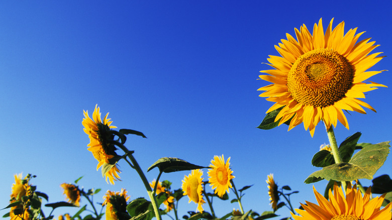 Sunflowers growing in a group