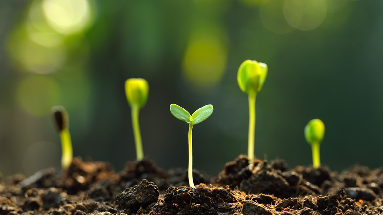 Sunflowers sprouting in soil