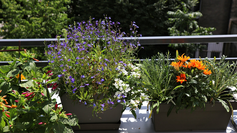 A colorful collection of flowering pot plants
