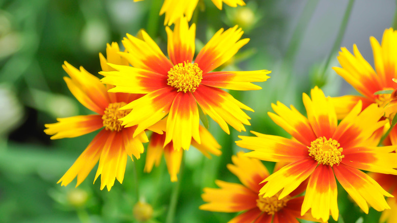 Bright yellow and orange coreopsis flowers.