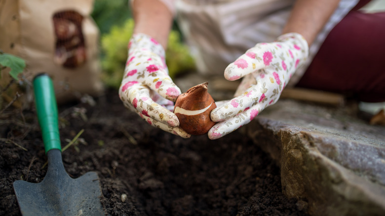 A bulb is being planted in the soil by someone wearing flower-printed white gloves.